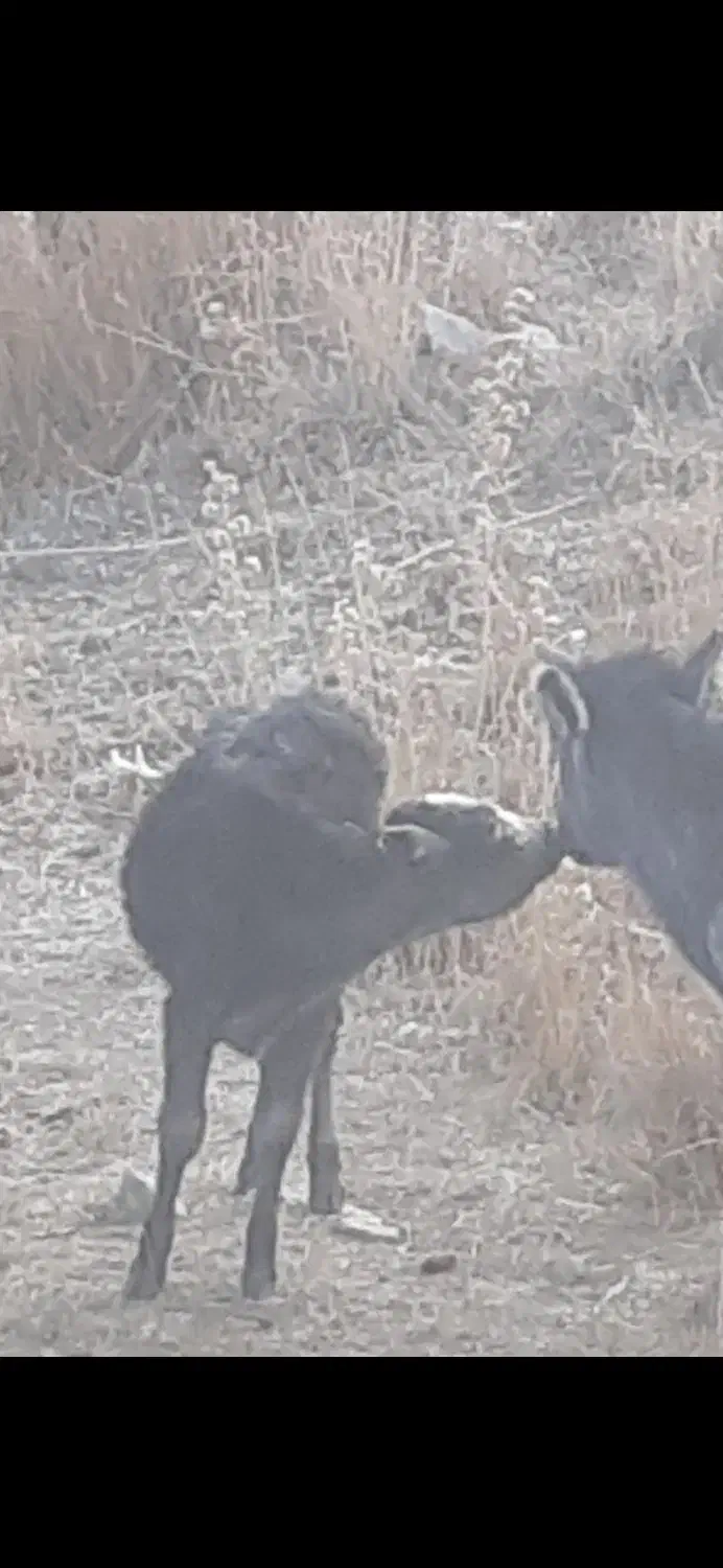 گوسفند گاو|حیوانات مزرعه|قروه, |دیوار