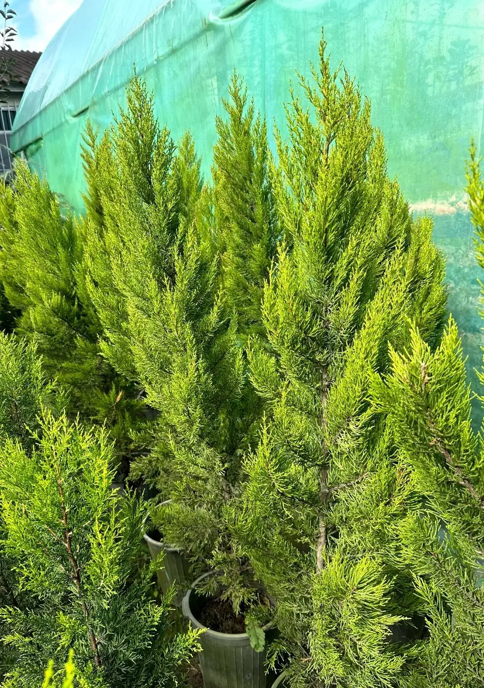 درختچه زینتی کاج لاوسون شمشاد انواع گل باغچه ای|گل و گیاه طبیعی|محمودآباد, |دیوار