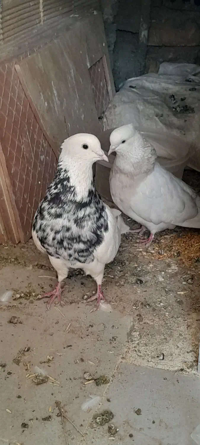 کبوتر.کفتر|پرنده|دهگلان, |دیوار