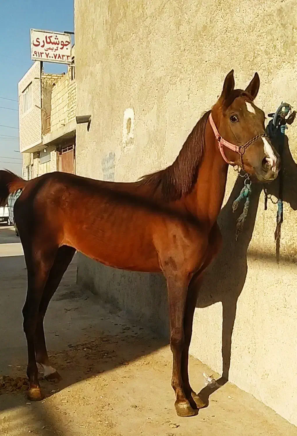 کره اسب مادیان دمگیر|اسب و تجهیزات اسبسواری|اصفهان, قهجاورستان|دیوار