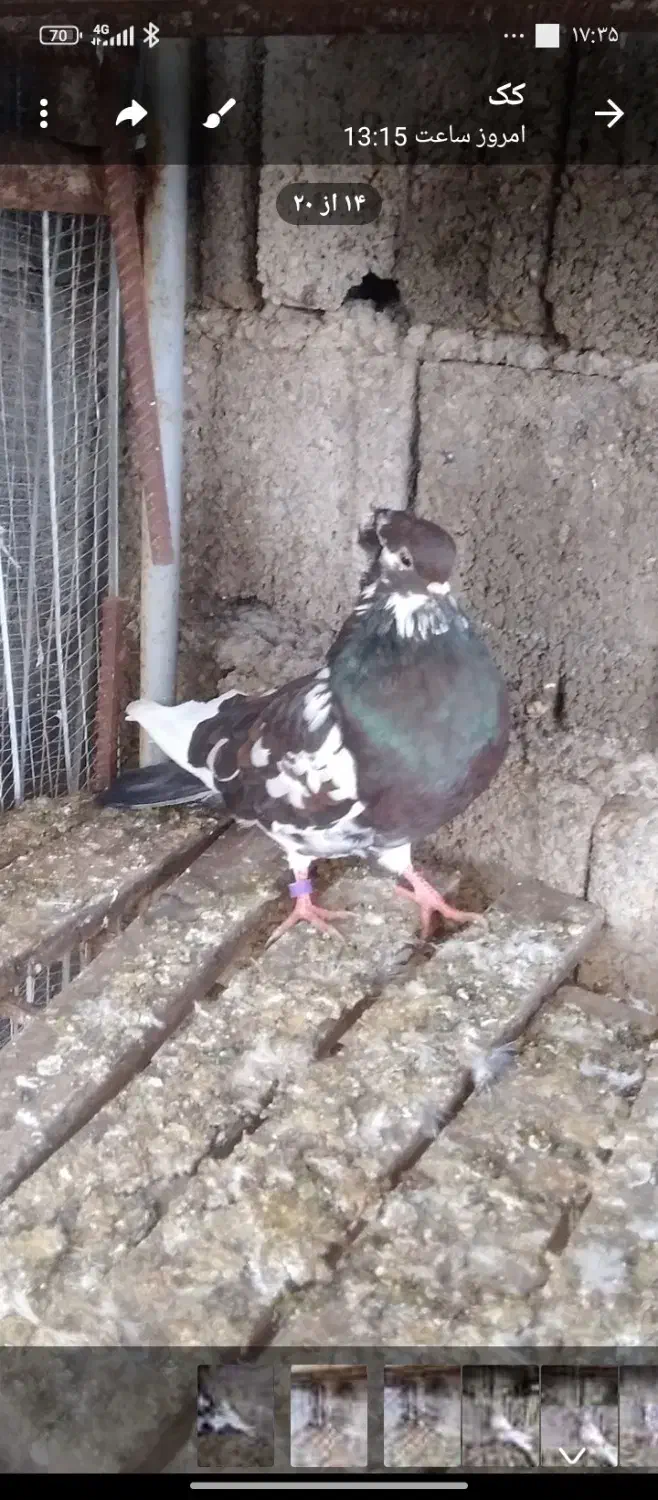 یه دونه شازده سرخ یه دلم کاکلی|پرنده|چالوس, |دیوار