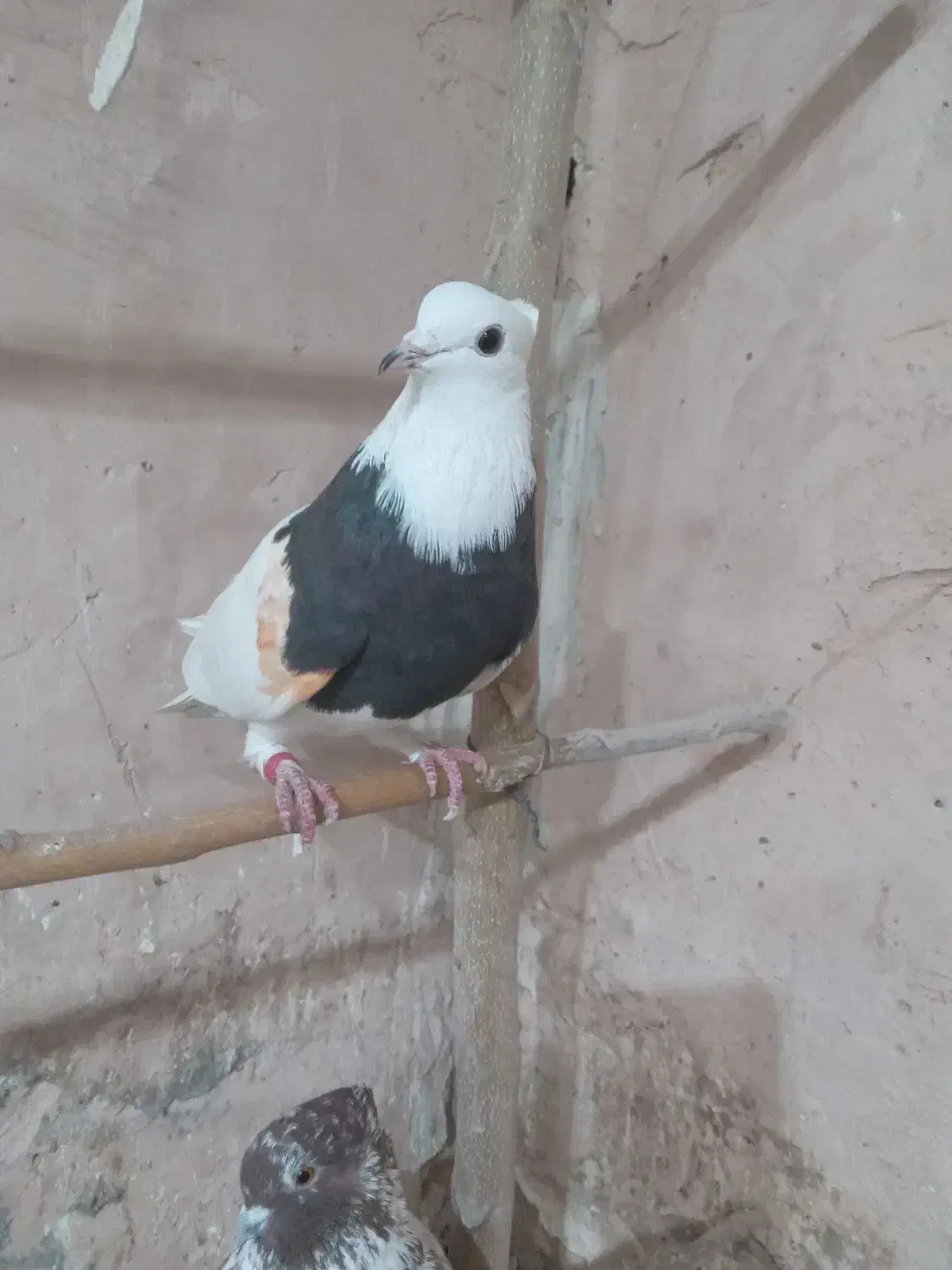 یک جفت نروماده پرشی|پرنده|ری, امین آباد|دیوار