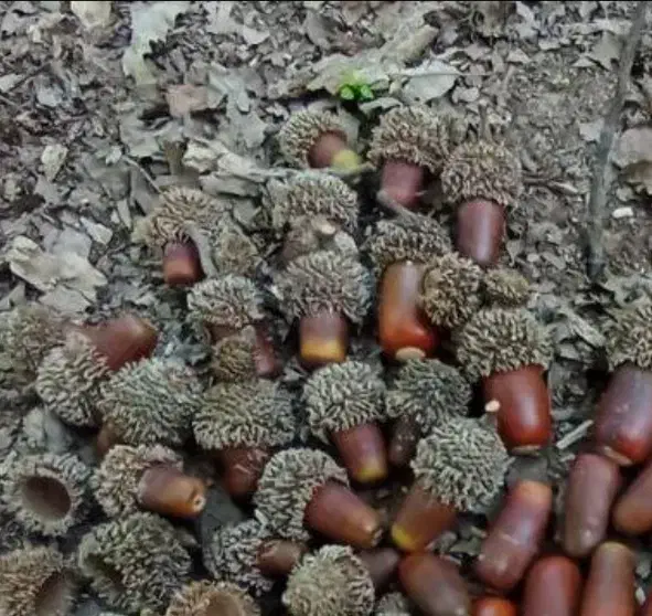 بلوط.کاج.انار زینتی. مینیاتوری|گل و گیاه طبیعی|ری, بازار گل خاوران|دیوار