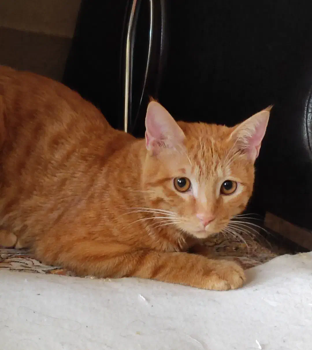 گربه|گربه|نیشابور, میدان حافظ|دیوار