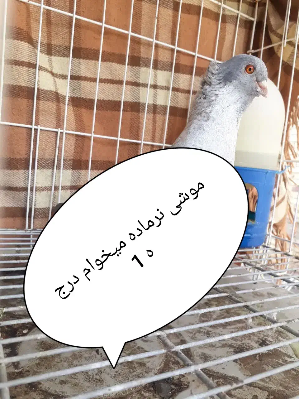 عکس موشی طوق سفید خبر بدید تشکر|پرنده|سبزوار, قصبه غربی|دیوار