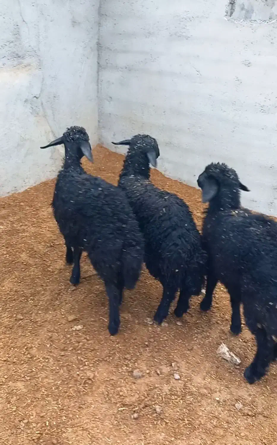 ماده بره قره قزل موفر|حیوانات مزرعه|شاهرود, |دیوار