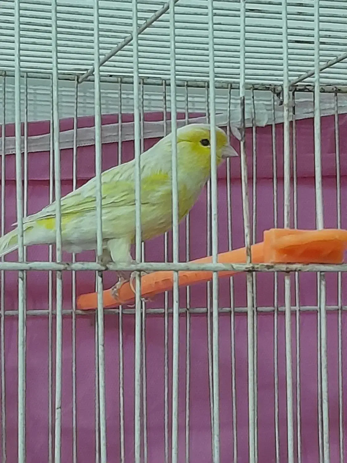 سه تا قناری مست شلاغی شبانه روزی|پرنده|مشهد, شهرک امام سجاد|دیوار