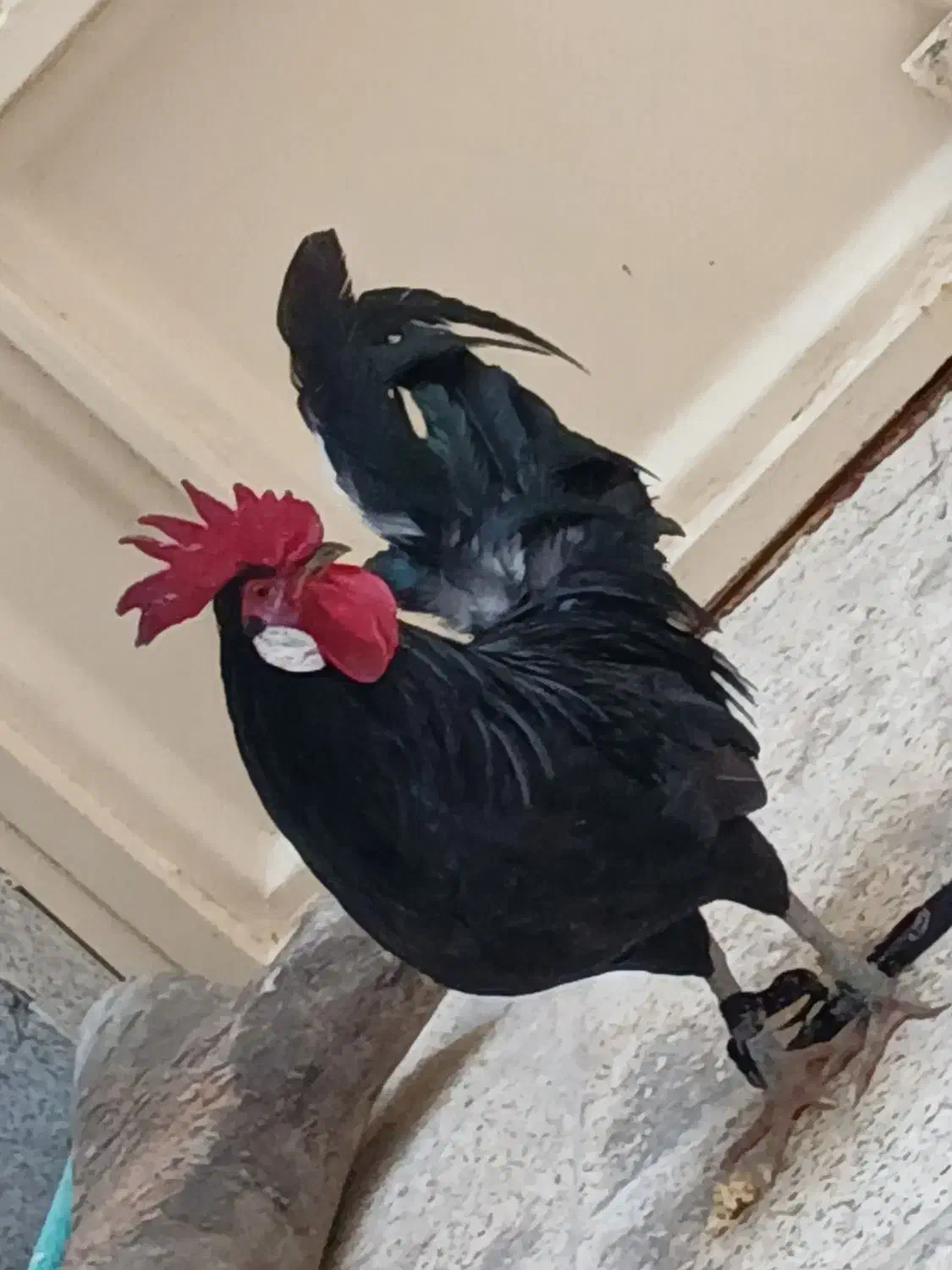 دوتا خروس عربی|حیوانات مزرعه|اهواز, کمپلو شمالی|دیوار