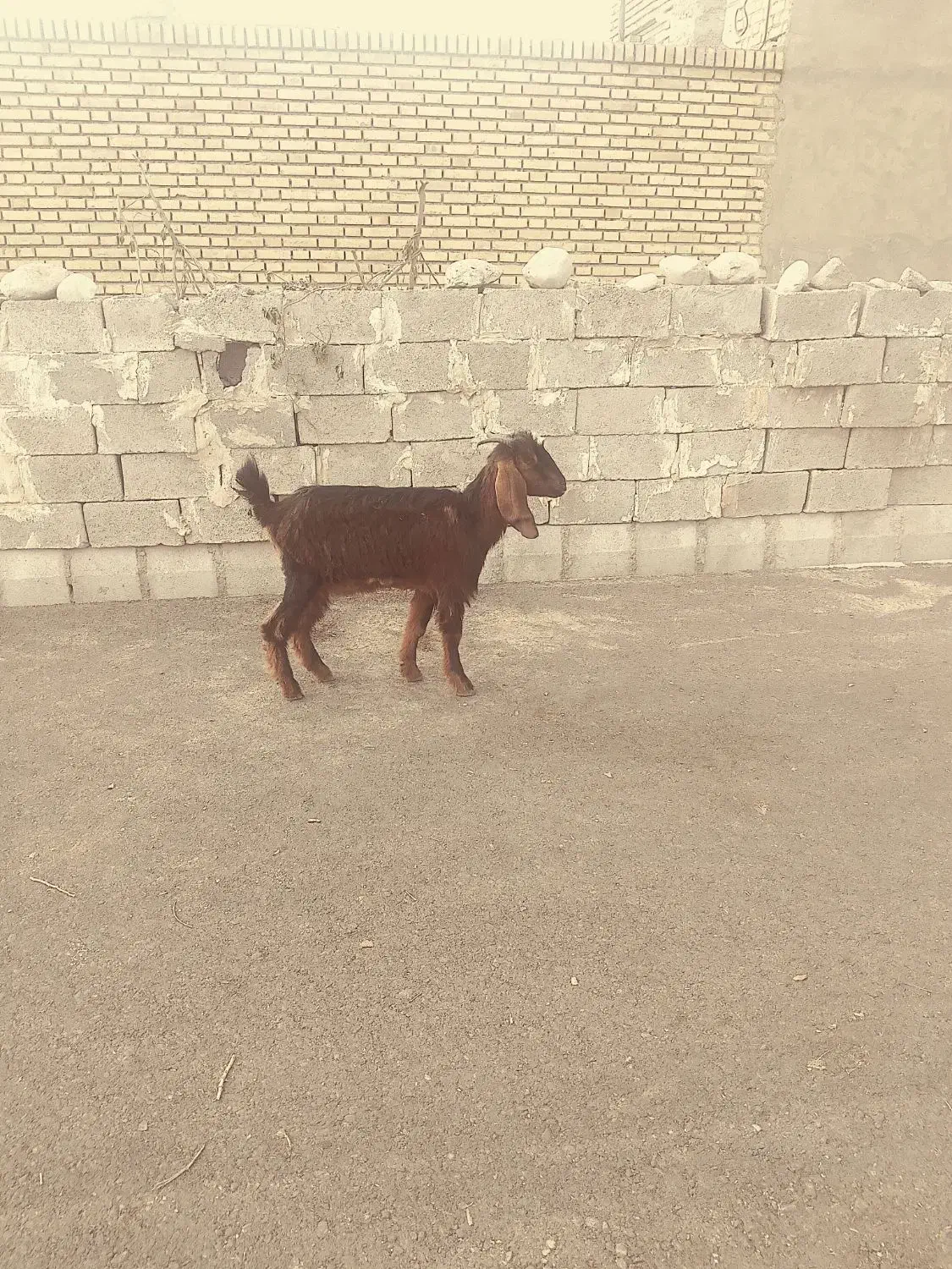 بیگ بز بره میش|حیوانات مزرعه|دزفول, |دیوار