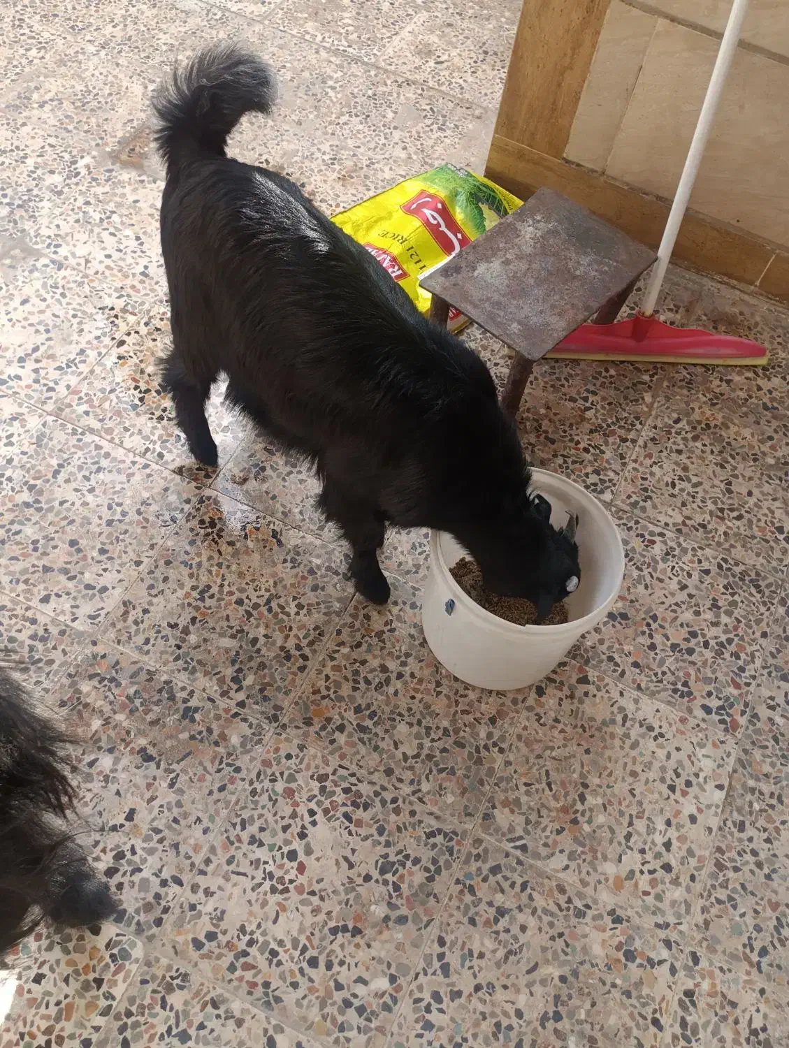 فروش و معاوضه بز و کهره|حیوانات مزرعه|دوگنبدان, |دیوار