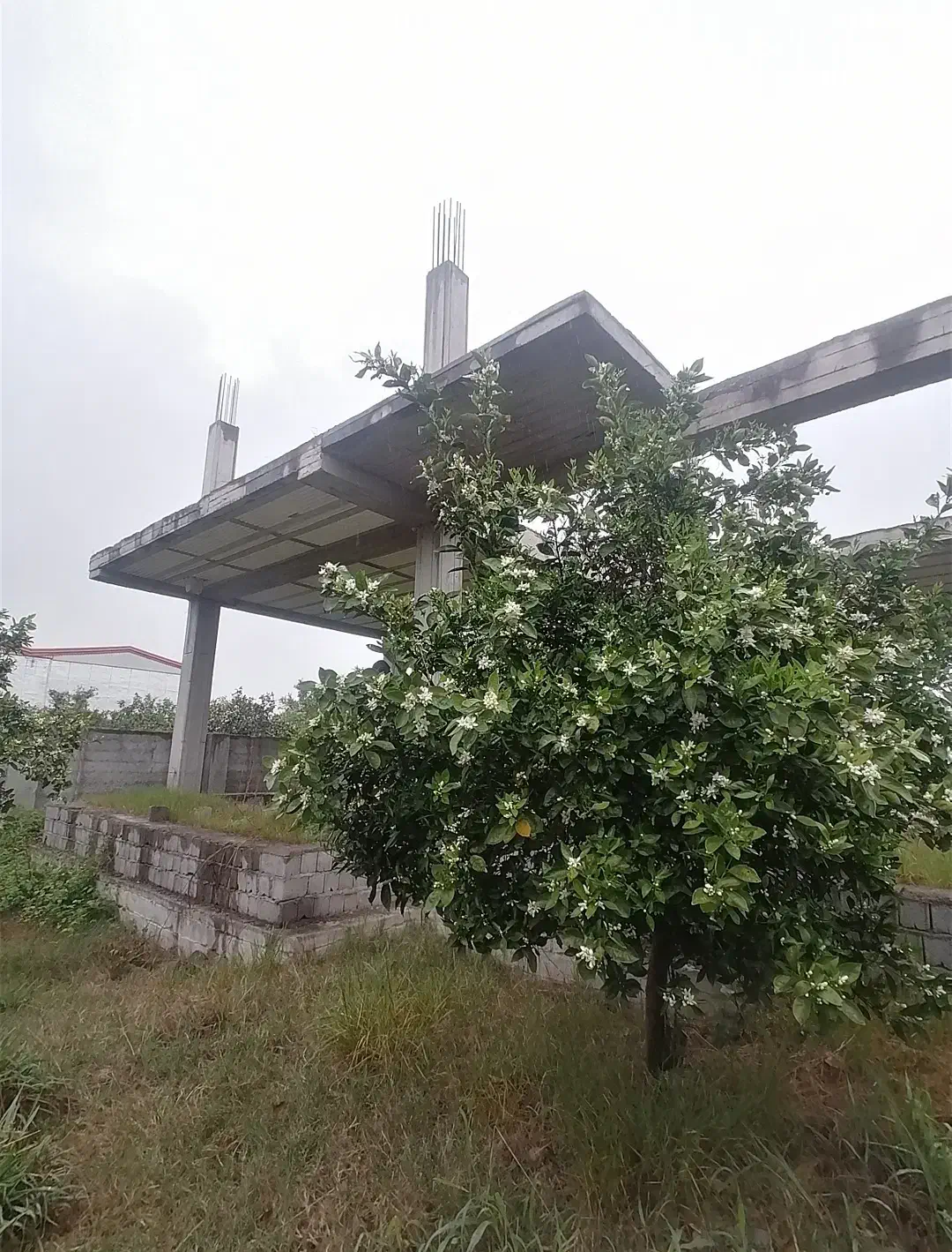 باغ ویلای نیمه کاره 2000 متری|فروش خانه و ویلا|شیرگاه, |دیوار