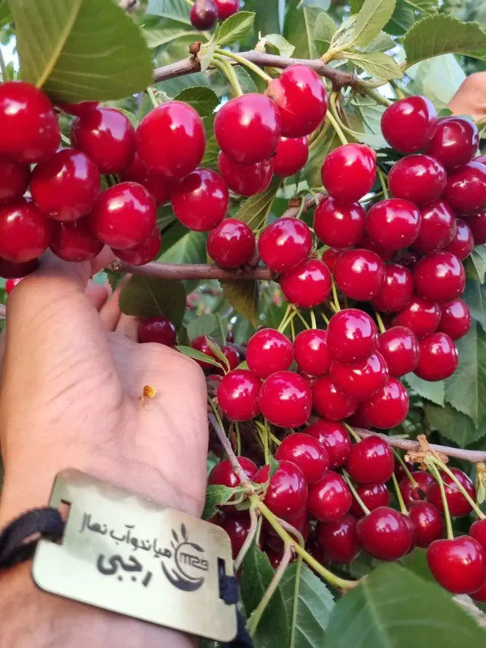 فروش نهال البالو مجار شناسه دار|خدمات باغبانی و درختکاری|پل سفید, |دیوار