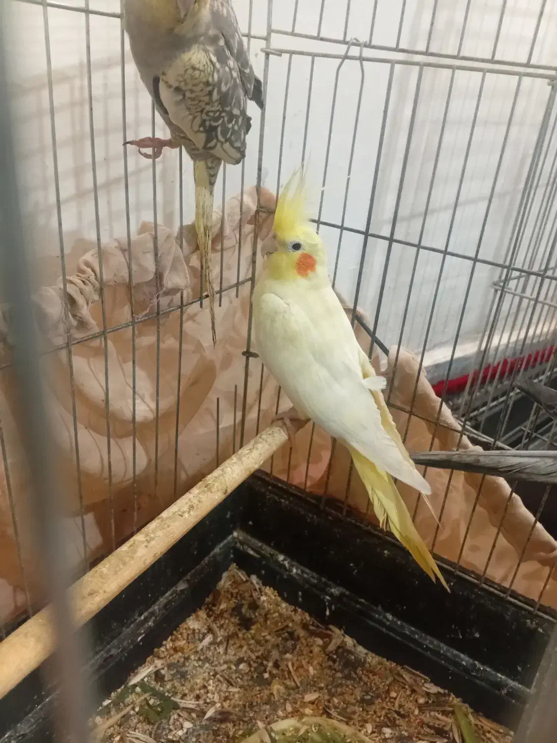 عروس هلندی|پرنده|زاغه, |دیوار