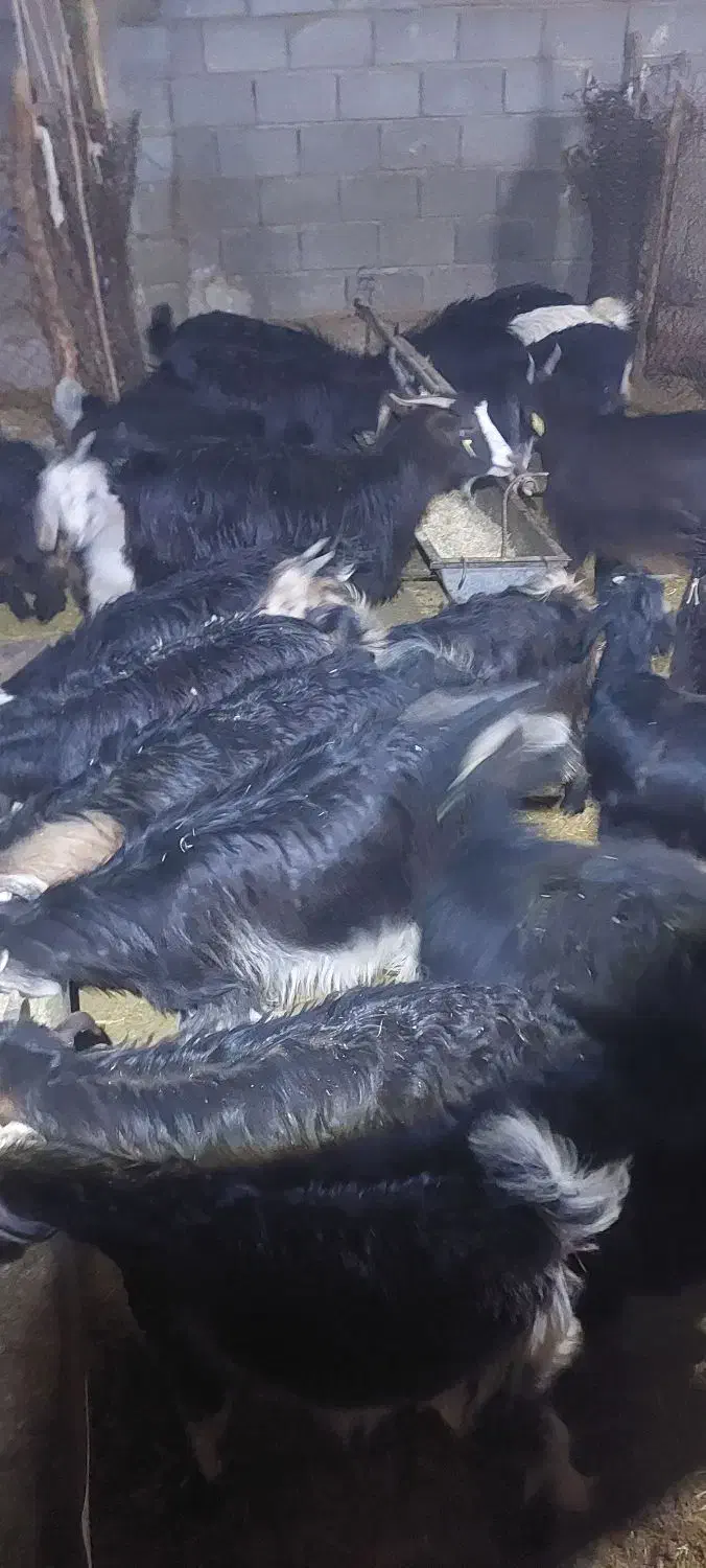 ۴۰عدد کهره|حیوانات مزرعه|حسن آباد, |دیوار