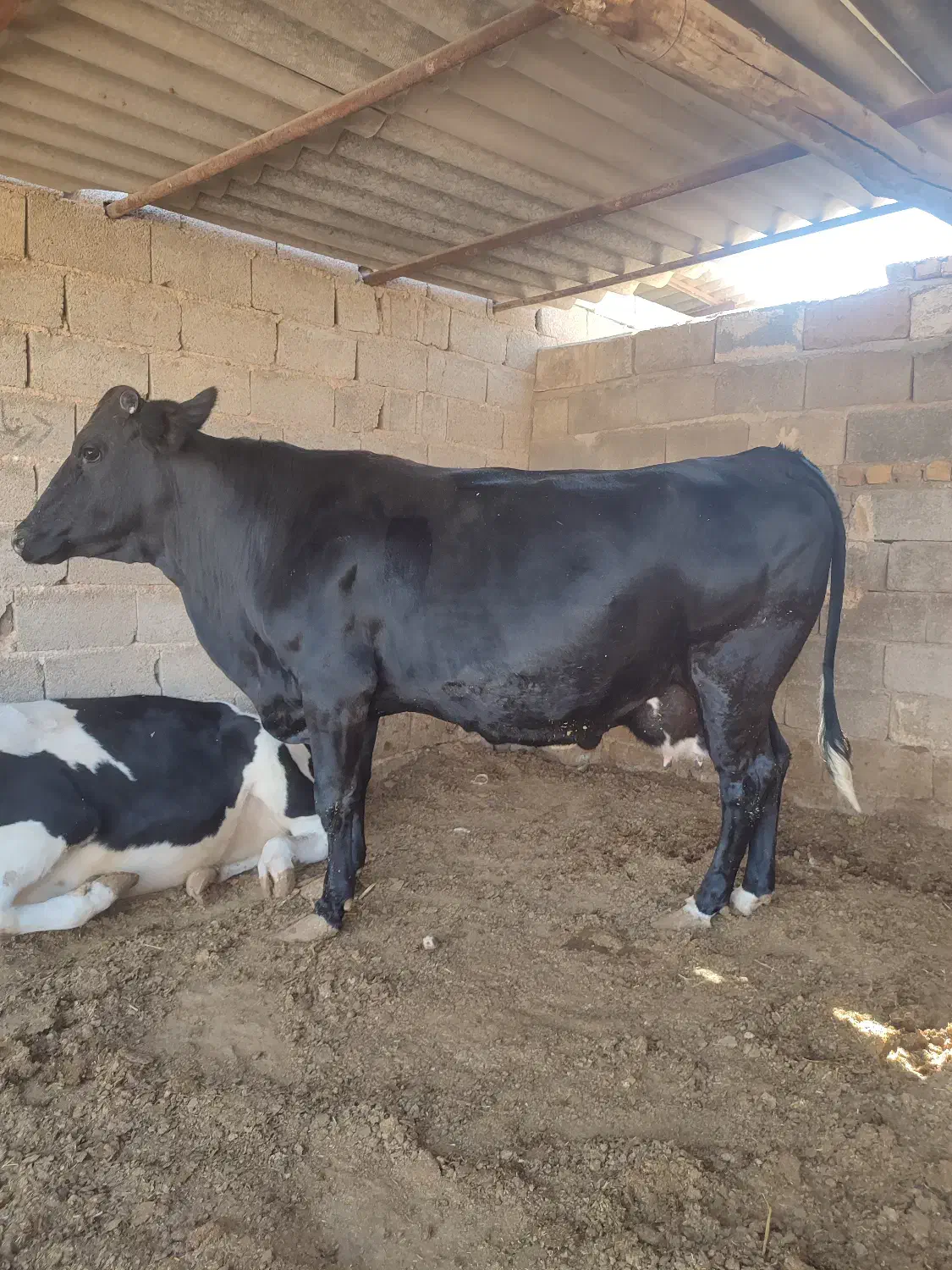 فروش گاو آبستن ماه اخر|حیوانات مزرعه|طسوج, |دیوار