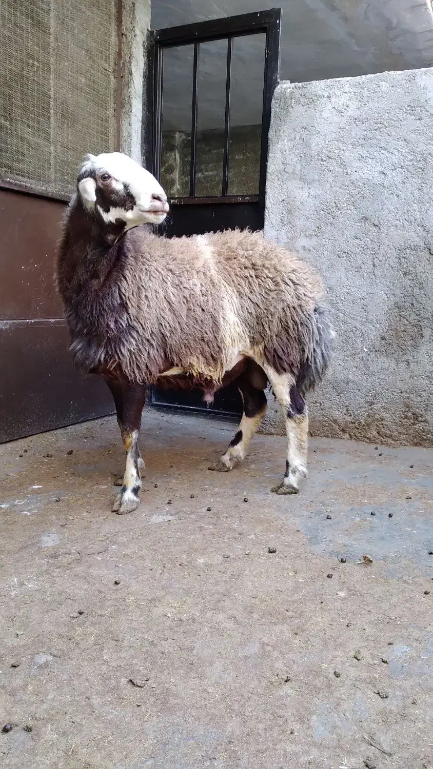 گوسفند بره قوچ های آنتیک ناب کیلویی۳۵۵|حیوانات مزرعه|ملایر, |دیوار