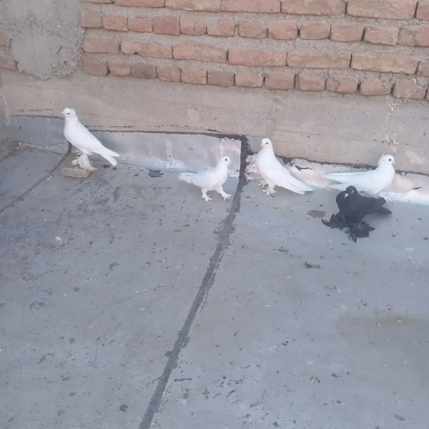 14تا کبوتر|پرنده|تبریز, |دیوار