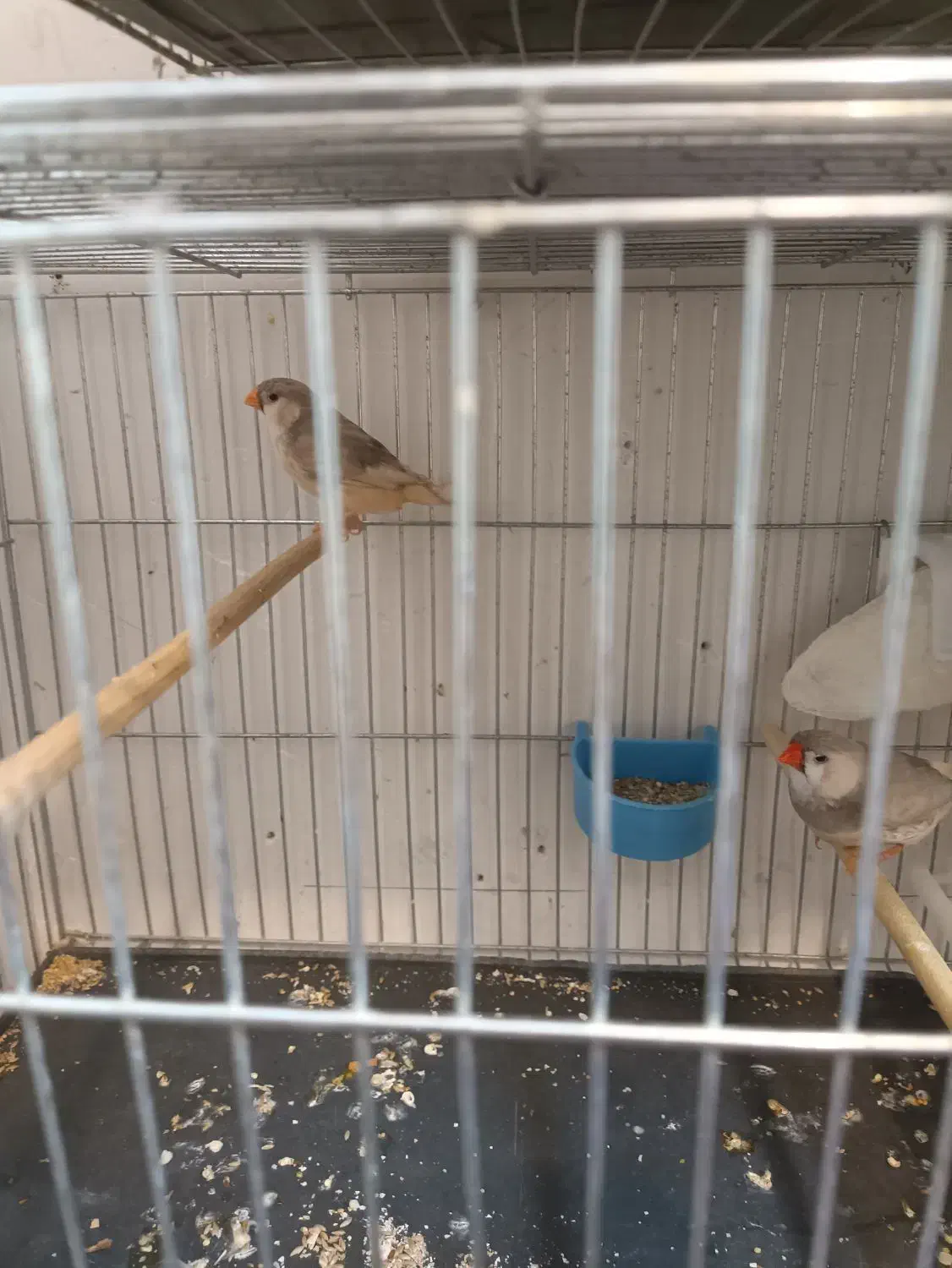 فنج زبرا پاستیلی|پرنده|صدرا-فارس, فاز ۱|دیوار