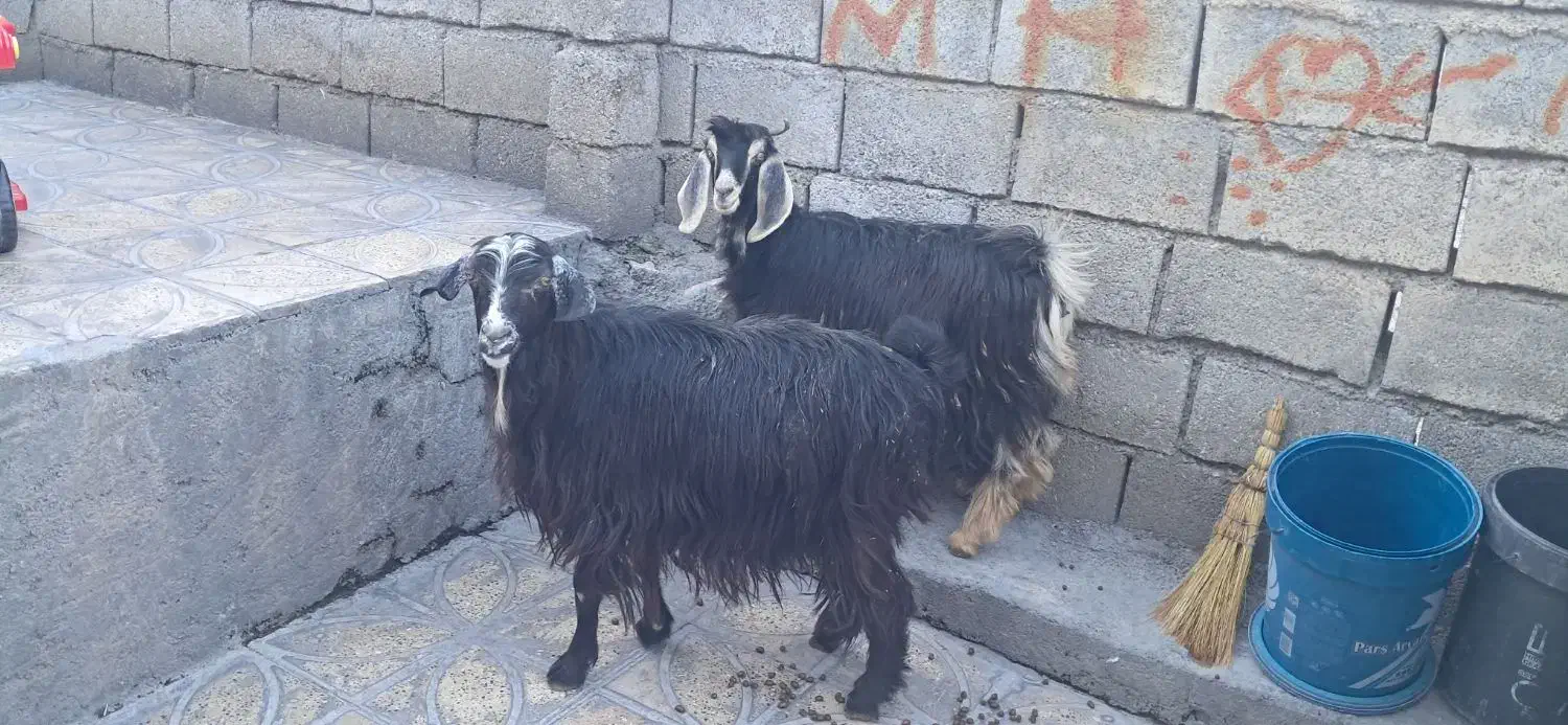 بز .|حیوانات مزرعه|سیوان, |دیوار