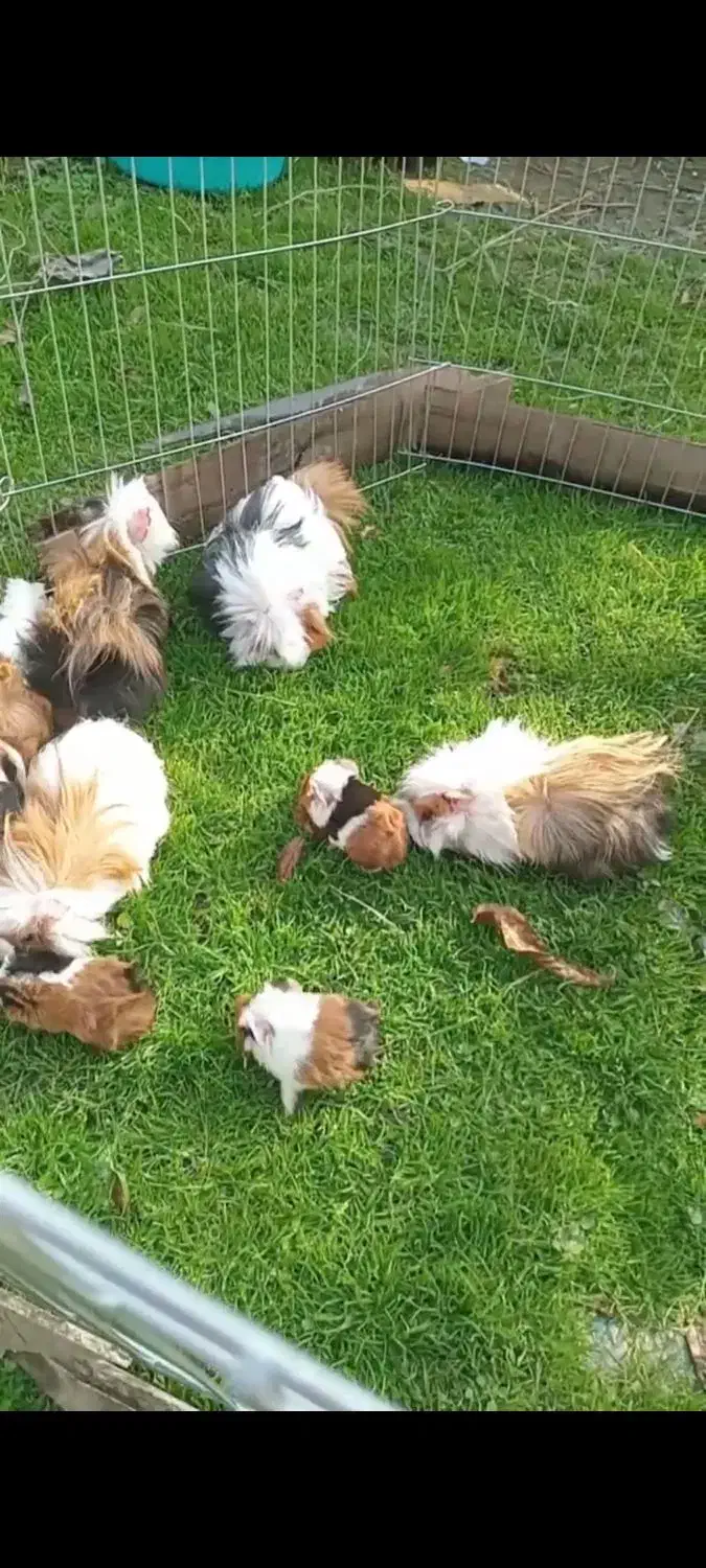 خوکچه سرحال و خوشگل|موش و خرگوش|قائمشهر, |دیوار