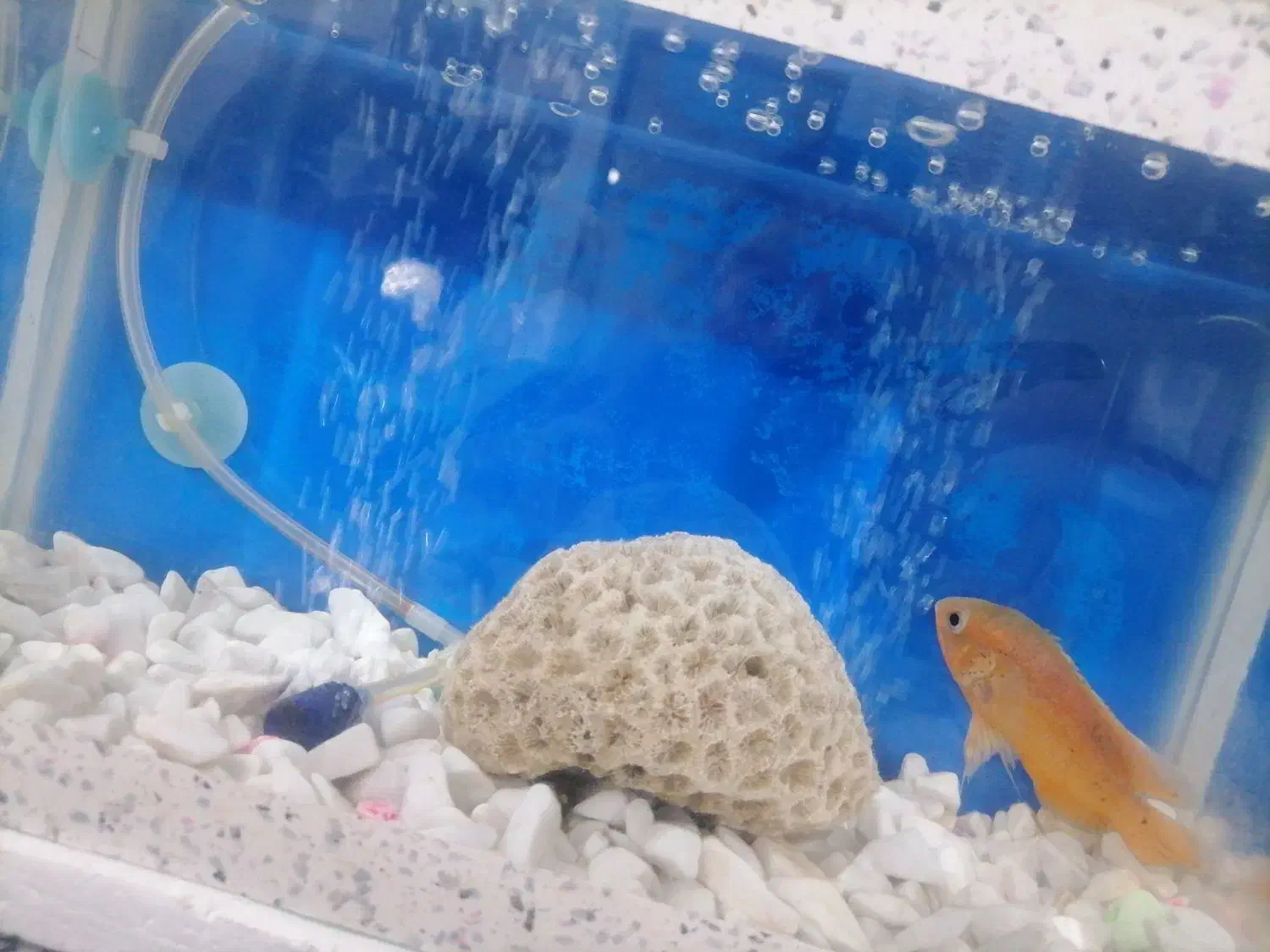 اکواریوم|ماهی|سیرجان, |دیوار