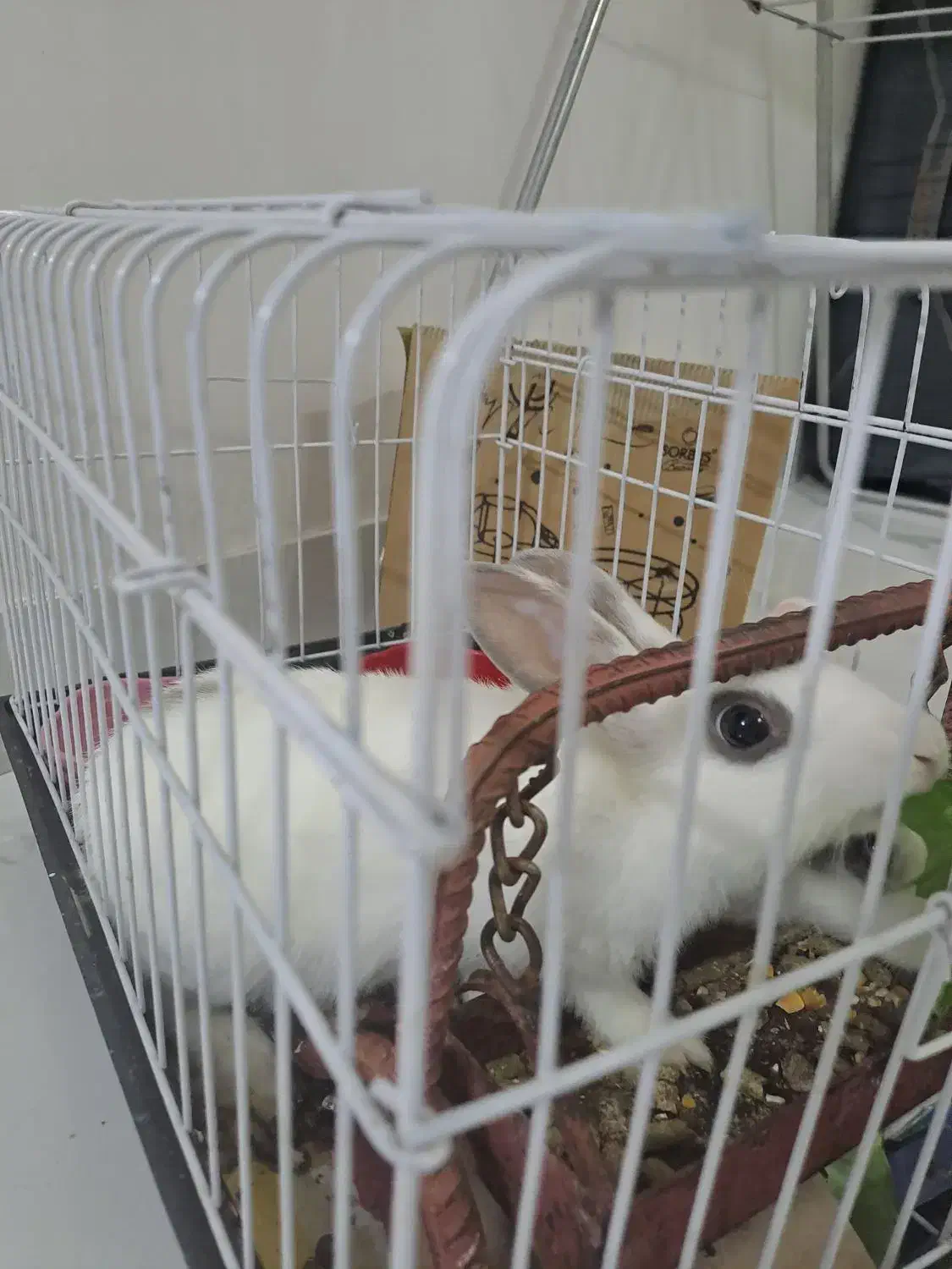 ۲تا خرگوش|موش و خرگوش|ایلام, |دیوار