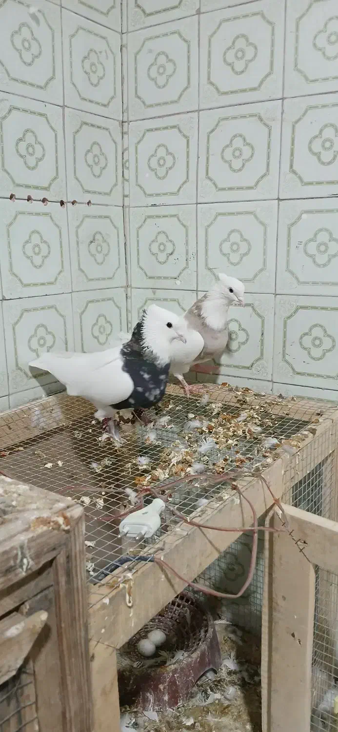 کفتر طوقی|پرنده|طبس, |دیوار