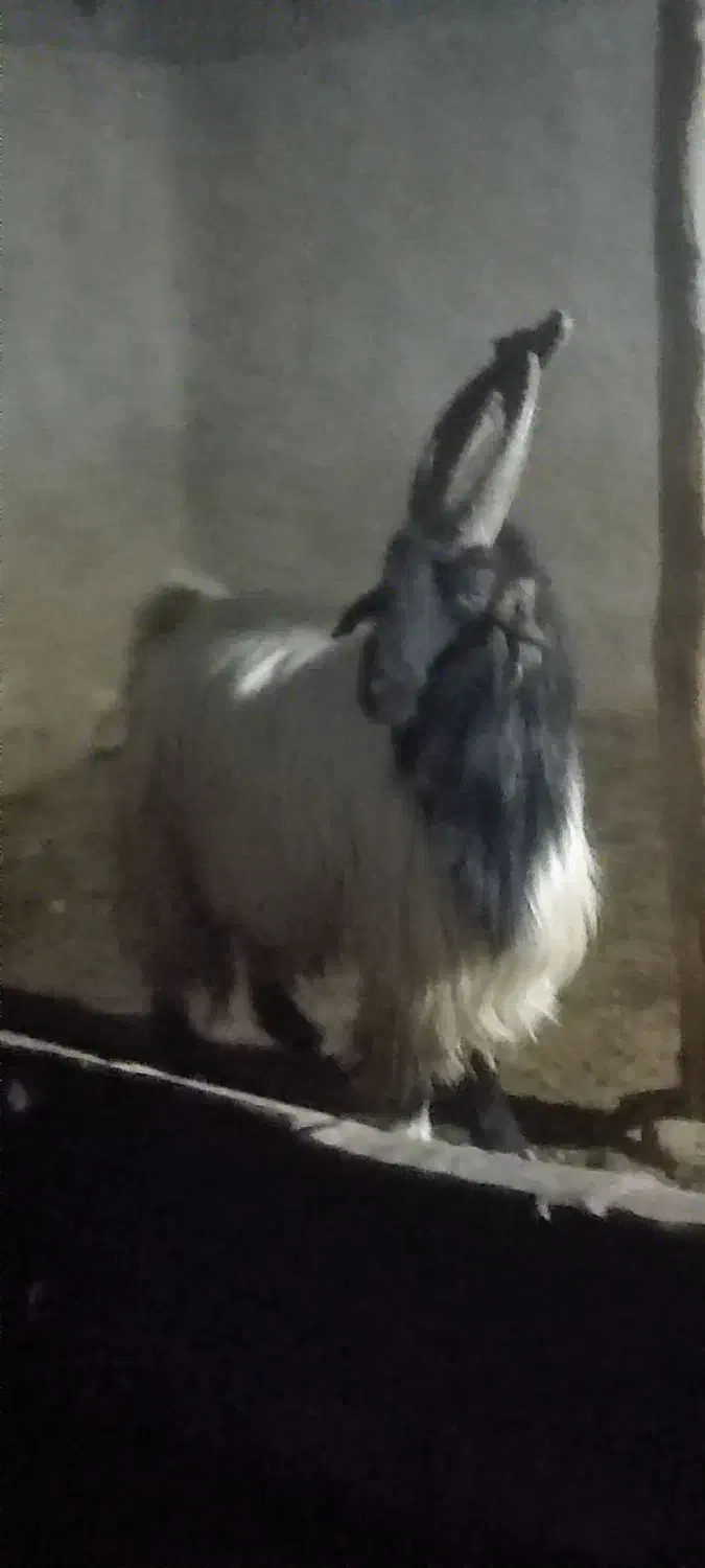 بزجوون|حیوانات مزرعه|ششده و قره بلاغ, |دیوار