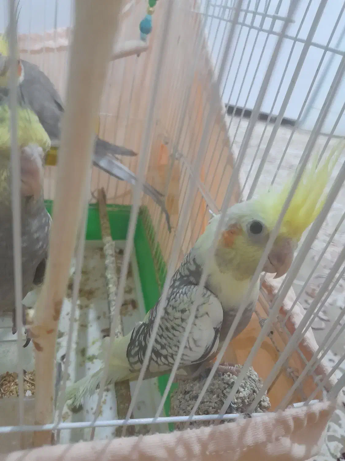 ۵ عدد عروس هلندی|پرنده|میانه, |دیوار