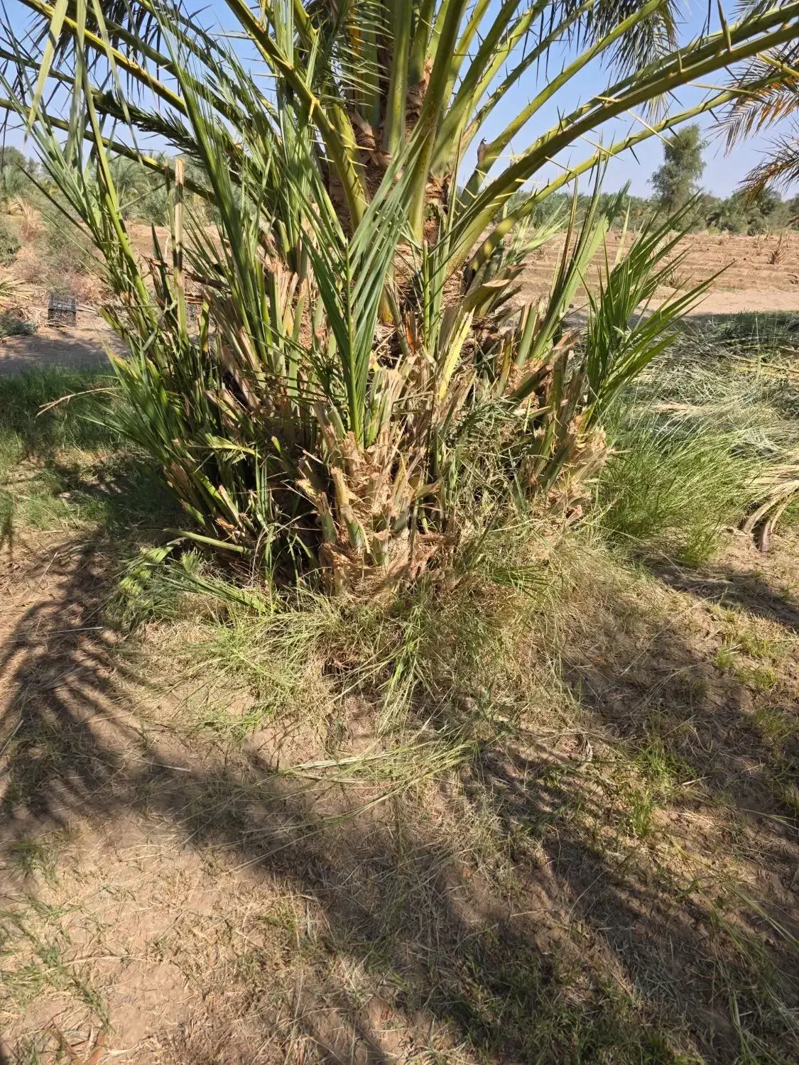 جنگ پاجوش|گل و گیاه طبیعی|ریگان, |دیوار