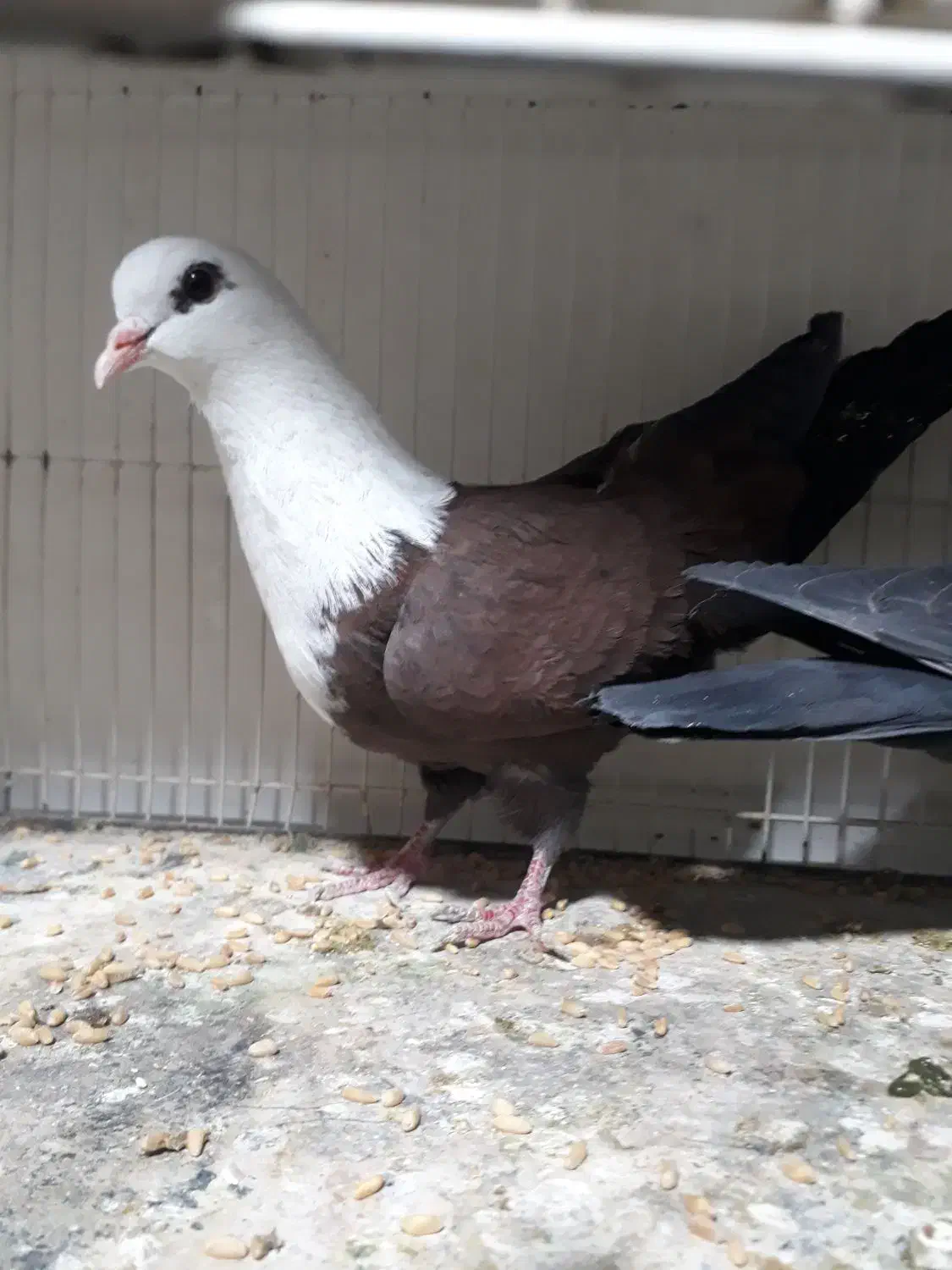 کرباتی|پرنده|مشهد, رضاییه|دیوار