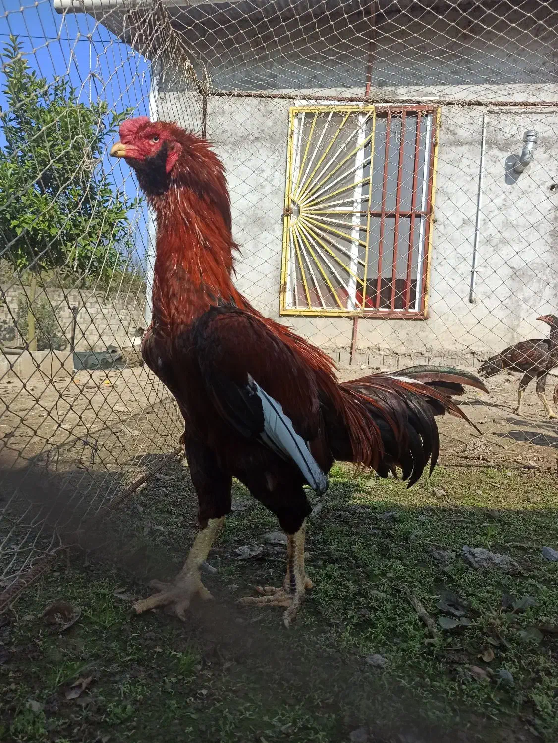 خروس لاری|حیوانات مزرعه|بابلسر, |دیوار