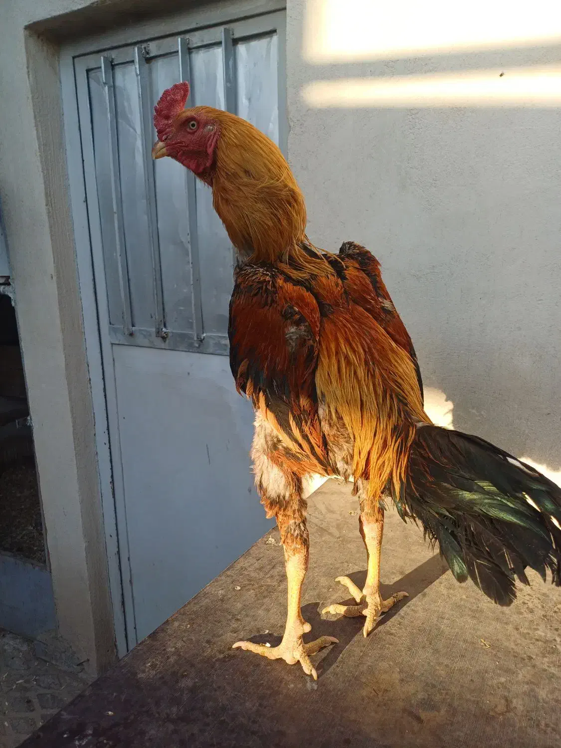 خروس لاری ترک و افغان|حیوانات مزرعه|تهران, مسعودیه|دیوار