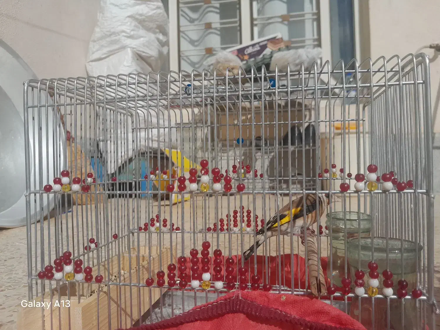 سلام دوتا سهر ی نر مست مست دهن لری|پرنده|شیراز, جوادیه|دیوار