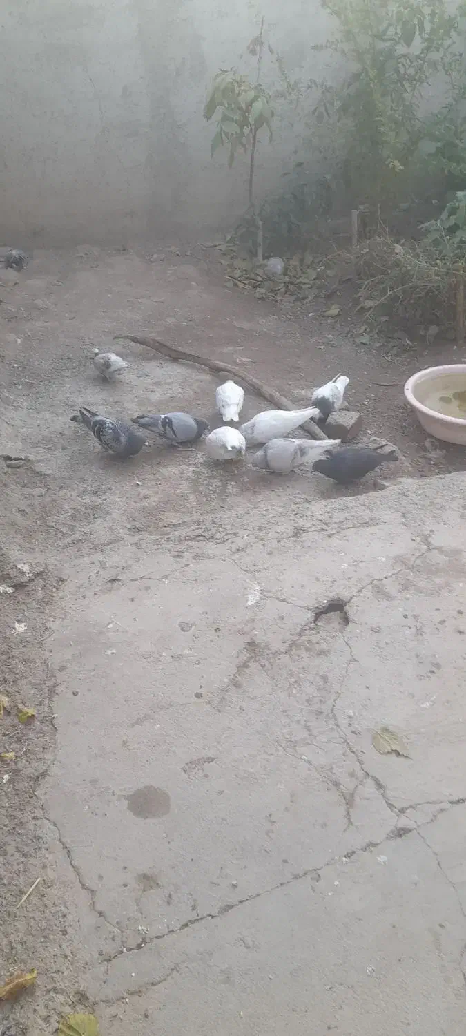 پلاکی|پرنده|بشاریات, |دیوار