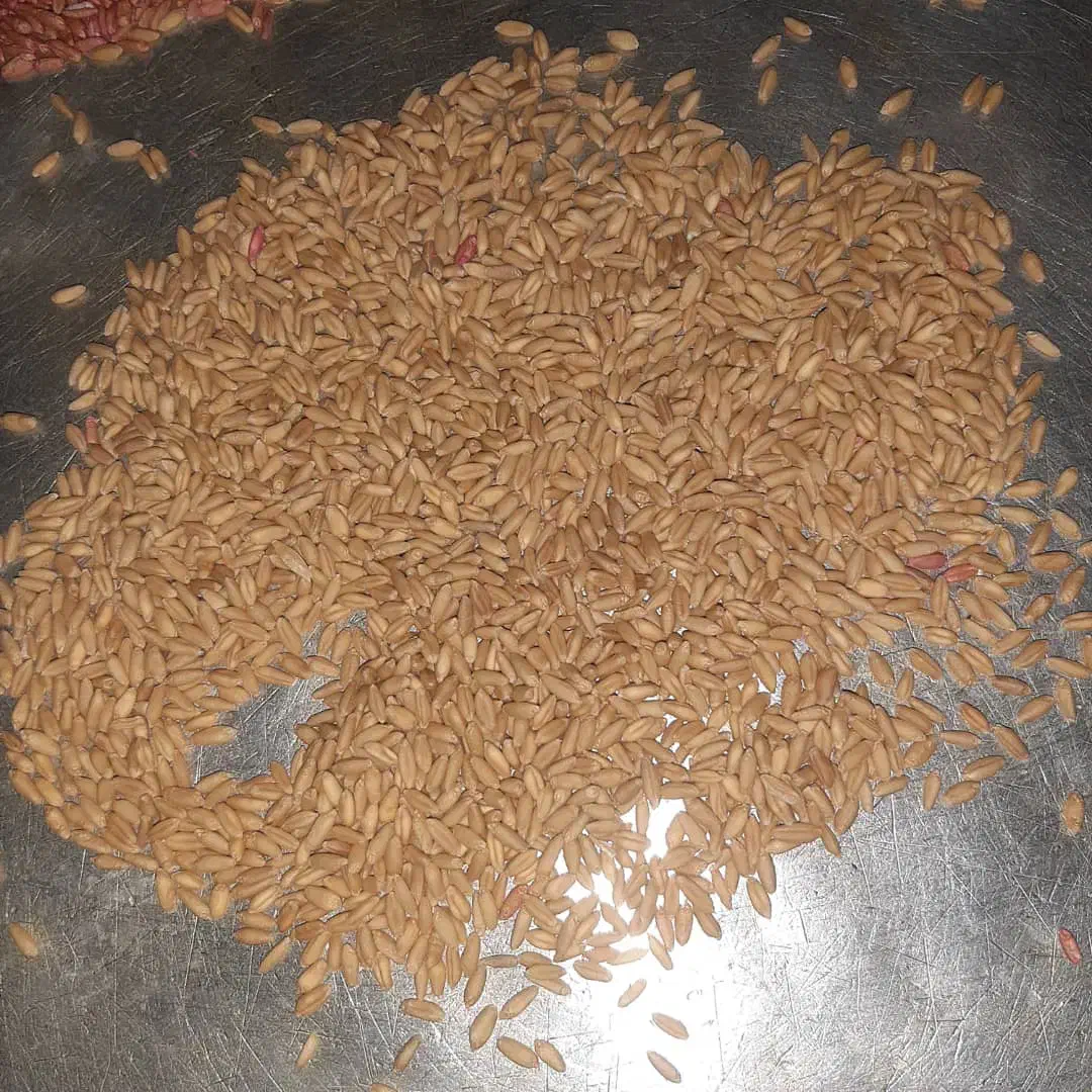 گندم بذری 27000|خدمات باغبانی و درختکاری|شازند, |دیوار