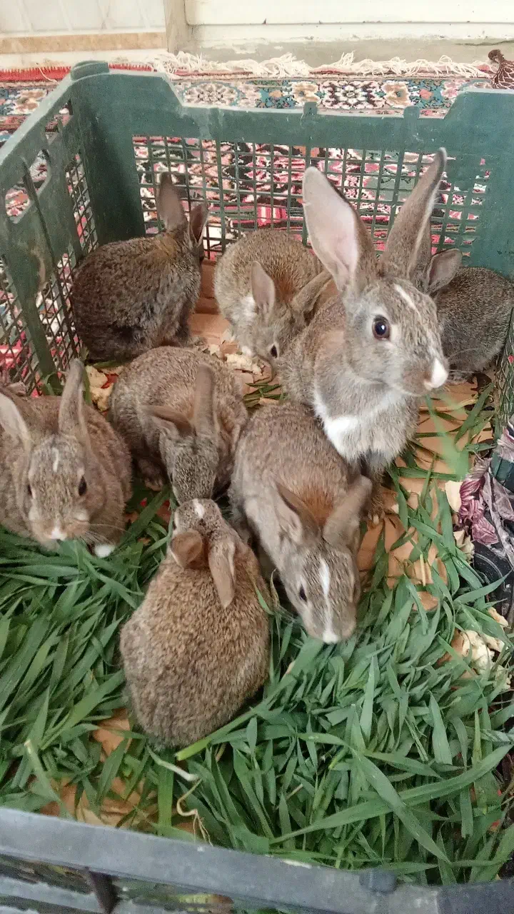 خرگوش|موش و خرگوش|رامیان, |دیوار