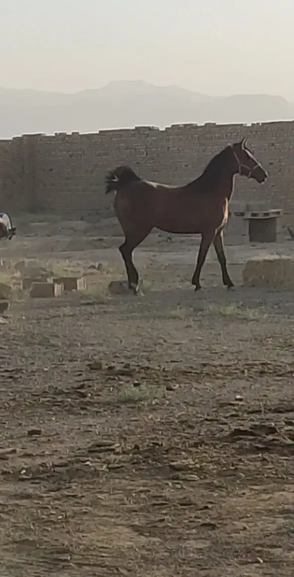 اسب فروشی|اسب و تجهیزات اسبسواری|قم, خداکرم|دیوار