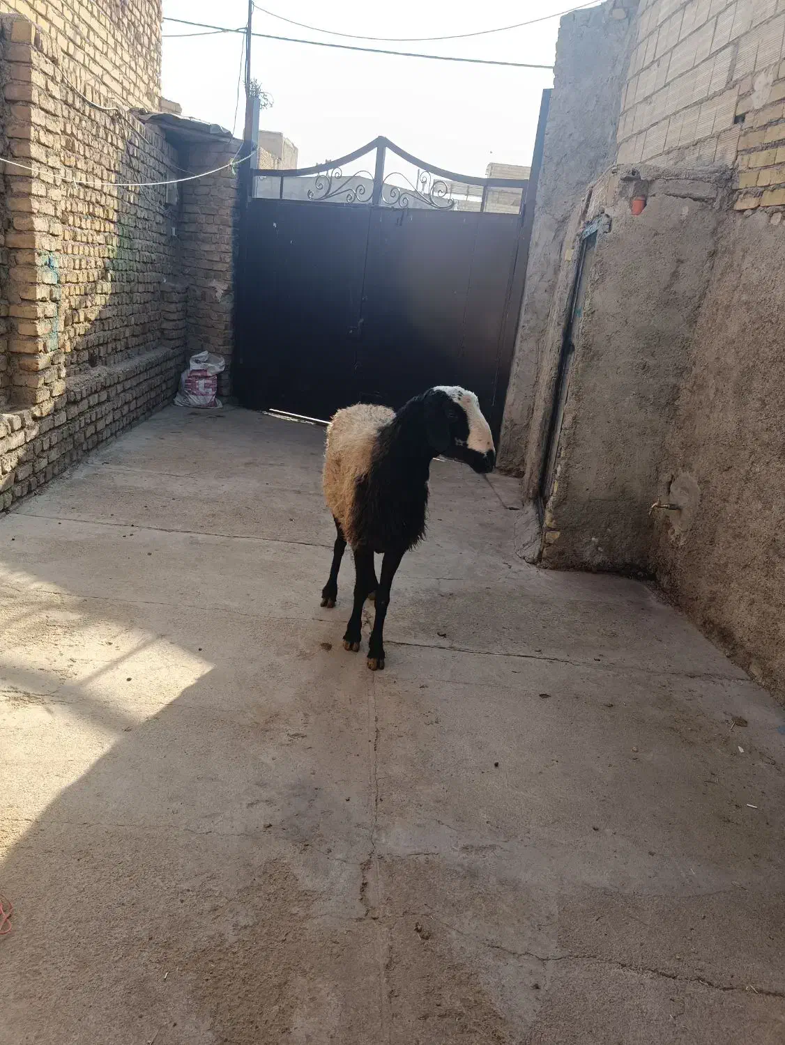 گوشتالو|حیوانات مزرعه|فردیس, شهرک ناز|دیوار