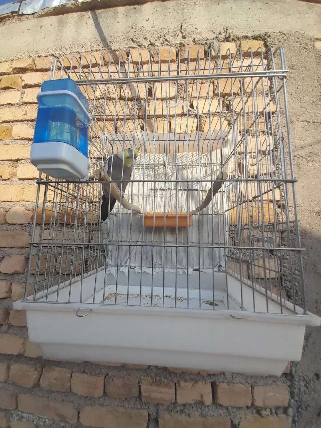 عروس هلندی نر|پرنده|دوتپه, |دیوار