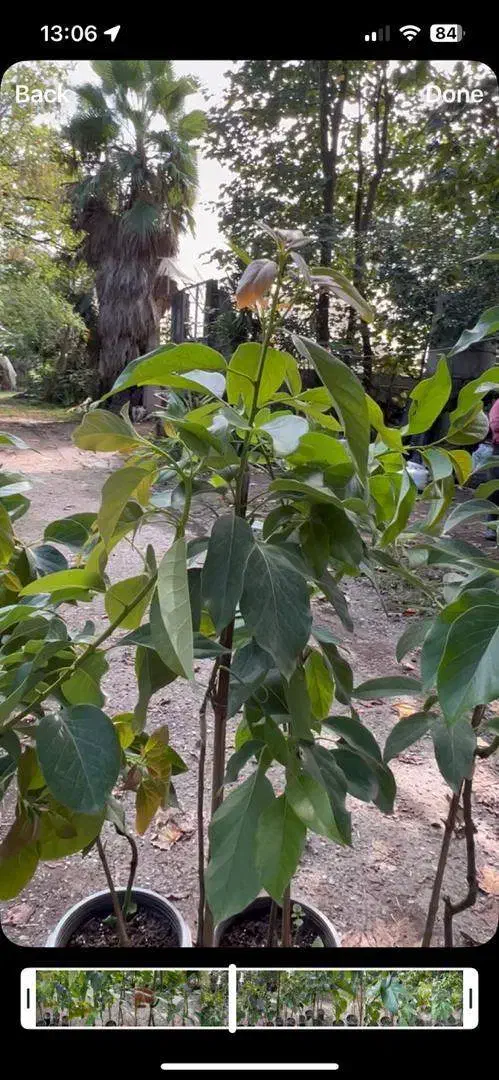 فروش نهال آووکادو ۲ تا ۵ ساله پیوندی  زوتانو-بیکن|عمده‌فروشی|کلارآباد, |دیوار