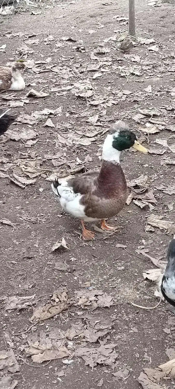 اردک نر کاکلی|حیوانات مزرعه|چوبر, |دیوار