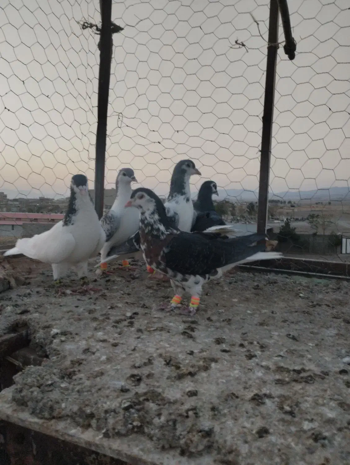 هرروز به مشهد ساعت ۷رفت برگشت ظهر|خدمات حمل و نقل|سبزوار, ایزی شهر|دیوار