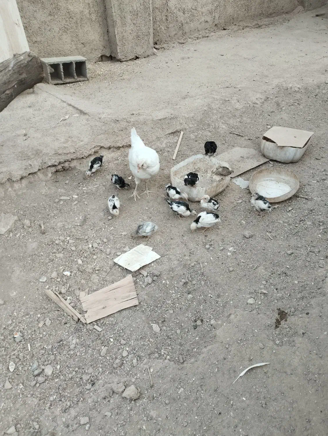 مرغ جوجه گلین|حیوانات مزرعه|پاکدشت, پاکدشت (مامازند)|دیوار