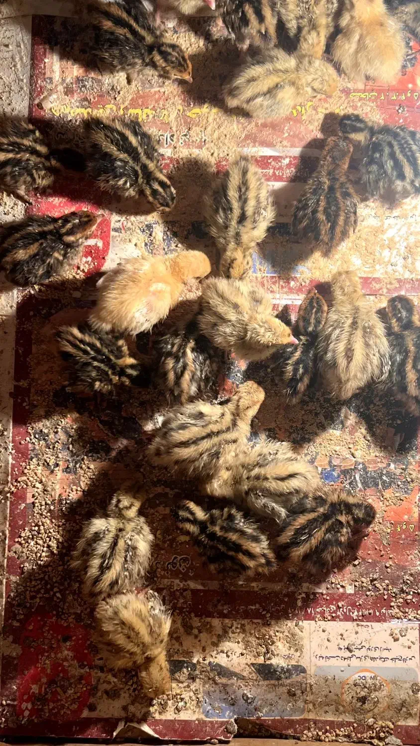 بلدرچین 10 روزه|حیوانات مزرعه|بندر کنگان, |دیوار