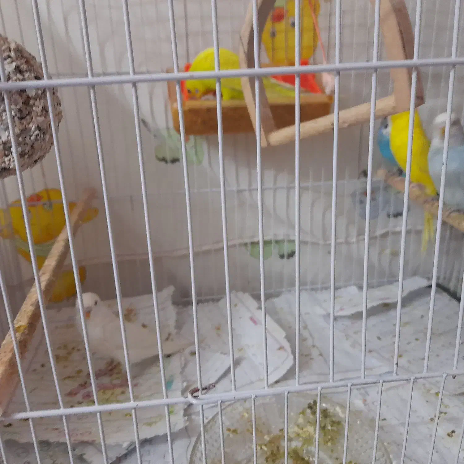 مرغ عشق بالغ|پرنده|مشهد, کشف|دیوار