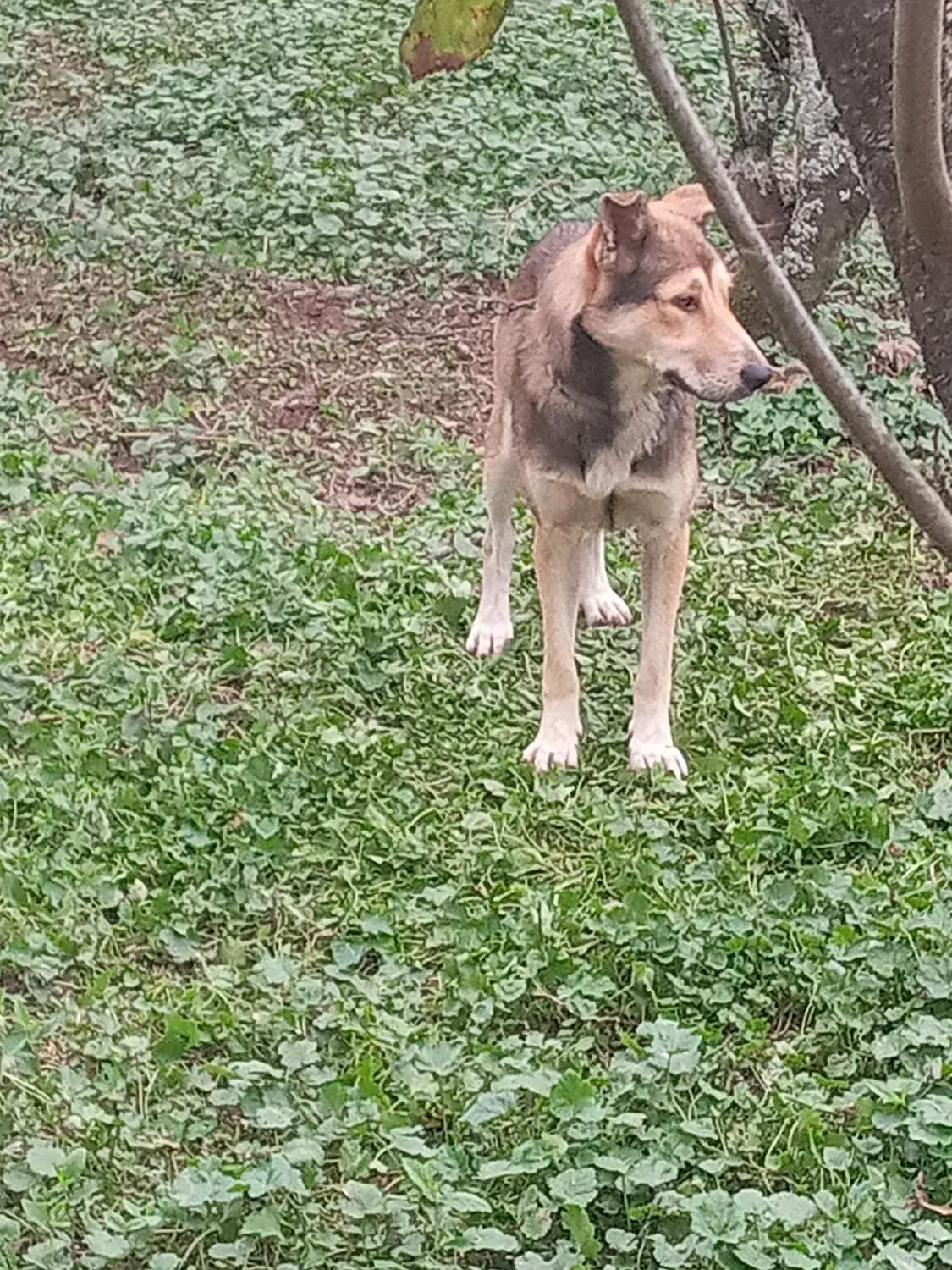 سگ نر گرگی نگهبان|سگ|سنگر, |دیوار