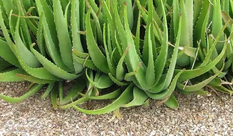 آلوورا|گل و گیاه طبیعی|آبپخش, |دیوار