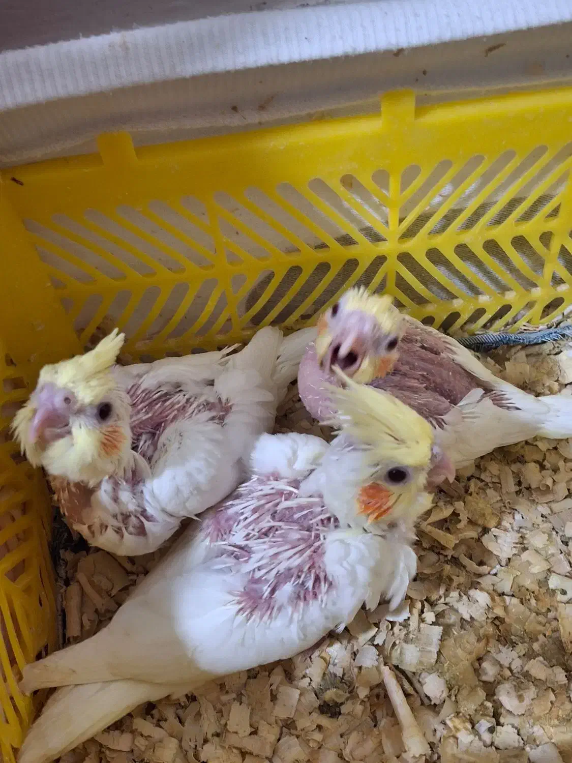 عروس هلندی|پرنده|دوگنبدان, |دیوار