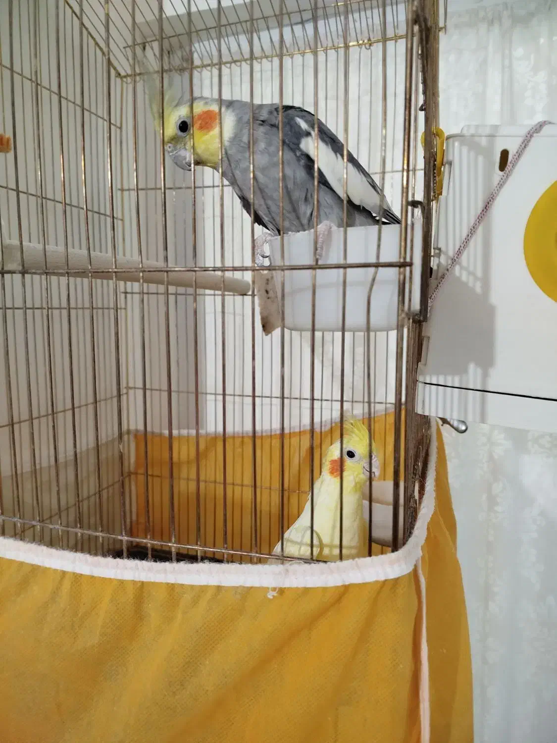 عروس هلندی نر وماده،مولد|پرنده|سهند, |دیوار